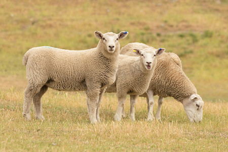 可爱的绵羊在玻璃领域, 农场动物新西兰