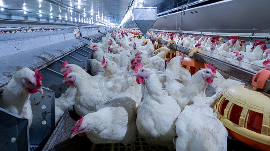 养鸡场。畜牧业、房地产业以养殖肉类为目的,养鸡养鸡饲料以室内住宅为主.贮存所内生产肉类及蛋类活鸡.