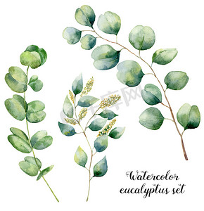 水彩桉树套。手绘宝贝，种子和银元桉树元素。与圆的树叶和树枝上白色背景孤立的花卉插图。设计和纺织.