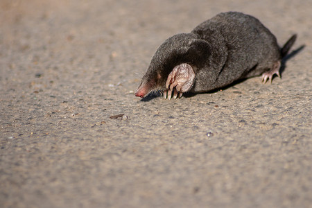小黑鼹鼠（talpa europaea）穿过马路或土路，穿过街道到他的草地和田里去挖昆虫，在花园里的草丛下挖一个摩尔山作为他的隧道系统