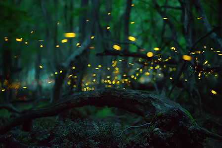 文摘:萤火虫在野外森林中的活动.保加利亚夜间在森林中飞行的萤火虫（Lampyridae）.