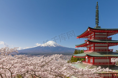 山富士和红塔