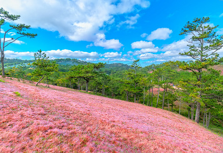 在大叻惊人的景观, 越南粉红色的草山对比松树使大叻旅游的精彩场景
