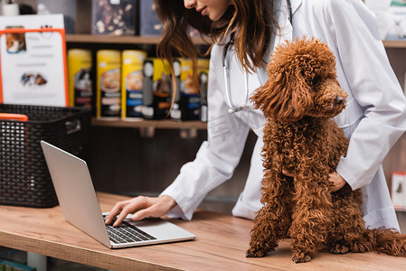 Cropped view of veterinarian using laptop near poodle in pet shop 