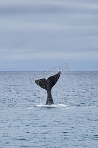 Eubalaena australis, Southern right whale breaking through the surface of the Atlantic ocean and showing the tail fin in the bay of Golfo Nuevo close to Puerto Madryn at Peninsula Valdes, Patagonia, Argentina _ 4