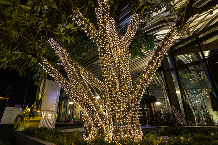 装饰性户外串灯挂在树上的花园在夜间时间-装饰圣诞灯-新年快乐 