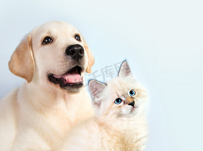 猫和狗在一起，涅瓦河化装舞会只小猫，金毛看的权利