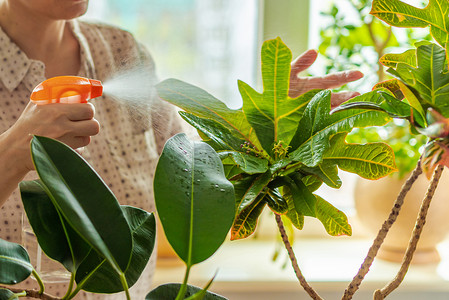 雌手喷雾与水绿叶的科迪欧姆变形金刚花,克罗顿花.植物学业务。室内阳光下窗台上的盆栽新鲜植物.