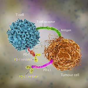 免疫检查点抑制剂在癌症治疗中的应用，3D说明。PD-1受体和PD-L1抑制剂抑制肿瘤细胞与PD-1结合，使T细胞保持活性