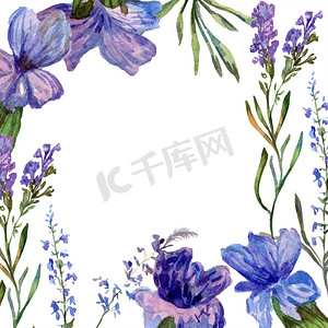 紫色薰衣草花。狂野的春天的花朵。水彩背景插图。框架边框正方形.