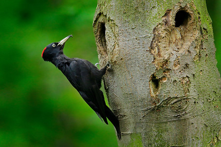 在筑巢洞里与小鸡的木鸟。绿色的夏季森林中的黑木鸟。野生动物场景与黑鸟在自然栖息地.