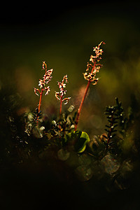 Listera, 较小的 Twayblade, 红色开花欧洲陆地野生兰花在自然生境与绿色背景, Jeseniky, 捷克共和国, 欧洲。森林栖息地的黑森林中的小稀有植物.