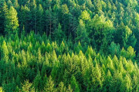 绿色生态摄影照片_杉木和松树的绿色森林是荒野自然区的景观背景。可持续自然资源、健康环境与生态的概念.