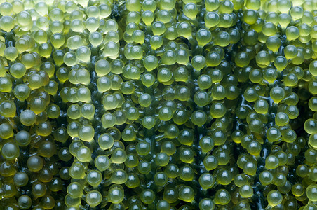 海葡萄摄影照片_海葡萄状蕨藻 lentillifera