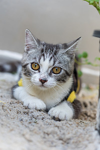 可爱可爱的小猫咪，美丽的黄眼睛在花园里的白沙滩上
