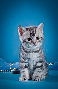 Kitten British cat on a colored background