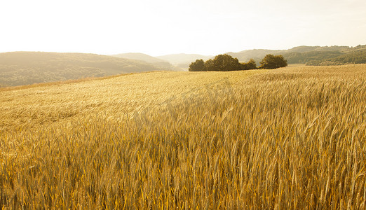 可爱的金色阳光小麦场景观