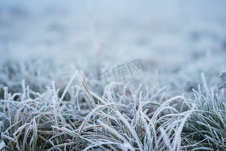 close摄影照片_Winter morning frost on grass in meadow field. Close up ice on grass in field. Cold ice in winter season weather. Beautiful frost ice crystals on grass in garden. Selective focus