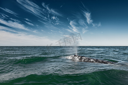 科尔特斯摄影照片_灰鲸浮出水面和发芽水 
