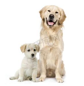 金毛和拉布拉多小狗坐在白色