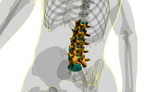 人体骷髅脑柱腰椎椎体解剖三维图解