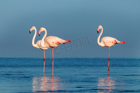 野生非洲鸟。在阳光灿烂的日子里，成群的粉红非洲火烈鸟在蓝色的泻湖上漫步