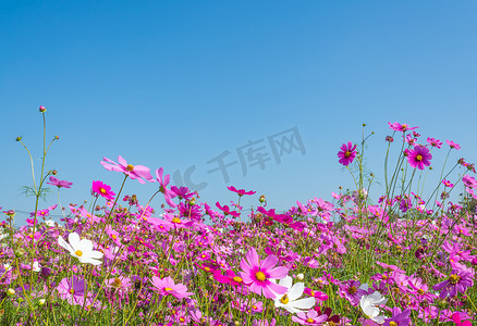 紫色宇宙摄影照片_蓝天背景中紫色宇宙花朵群的图像.