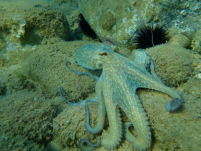 普通章鱼(octopus vulgaris)狩猎，爱琴海，希腊，Halkidiki