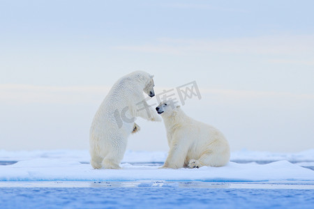 怪物里尔摄影照片_北极熊在冰上跳舞。挪威斯瓦尔巴, 两个北极熊在与雪漂流的冰上充满了爱, 在自然栖息地有白色的动物。在雪地里玩耍的动物, 北极的野生动物。来自大自然的有趣形象.