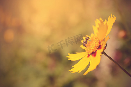 Soft photo of a beautiful bee and flowers