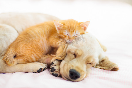 宠物家摄影照片_猫和狗睡觉。小狗和小猫睡觉.