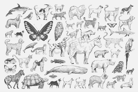 动物插画绘画风格收藏指正