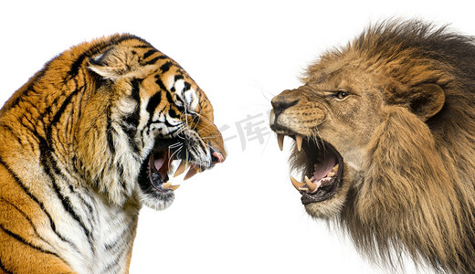 战斗摄影照片_一只狮子和一只老虎咆哮着准备战斗，被白色隔离的侧视图