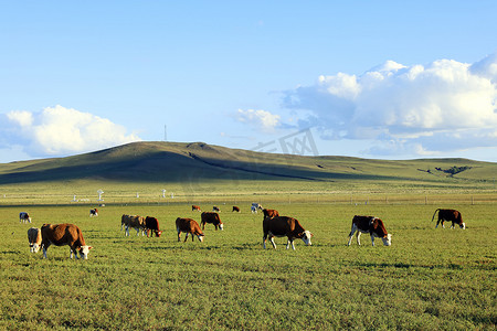 牛摄影照片_一群牛正在草原上吃草