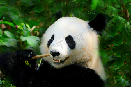 大熊猫特写。熊猫吃竹笋。来自动物世界的照片。珍稀濒危的黑白熊。大熊猫.