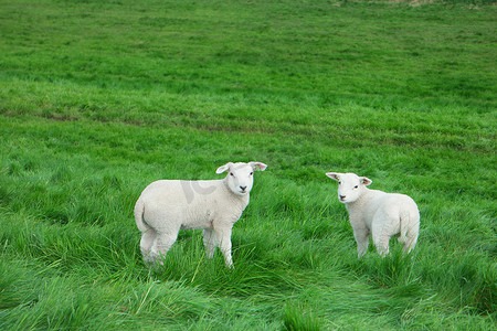 梅斯摄影照片_小羊和绵羊在耶斯梅尔湖边的大堤上，春天的景色，荷兰诺德卢斯托福兰德