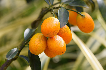 橙色的金柑鲜果树上
