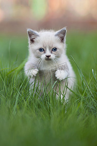猫在草地上散步