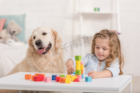 可爱的孩子玩教育立方体, 金毛猎狗坐在儿童房的桌子附近
