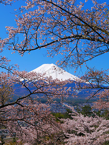 日本山崎富士市富士米古都公园的樱花和富士女士04 / 19 / 2020