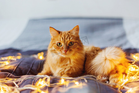 可爱的姜猫躺在床上闪闪发光的灯泡。毛茸茸的宠物看起来很奇怪。温馨家居假日背景. 
