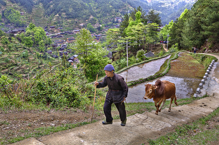 cow摄影照片_Chinese farmer rises up mountain path, holding reins red buffalo