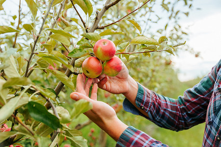 手拉手农艺师农工亲切地触摸着树上成熟的红苹果。对水果、丰产、耕作、家族企业、自然模糊的背景、休闲装进行了难以辨认的检查.