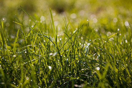 close up of dew drops on grass in the morning