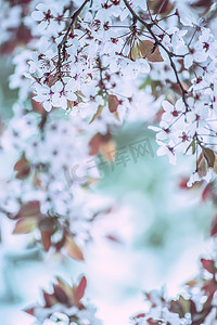 枝条，开有白色的、精致的、春天的果树花。樱桃开花。精美的艺术照片。选择性重点.