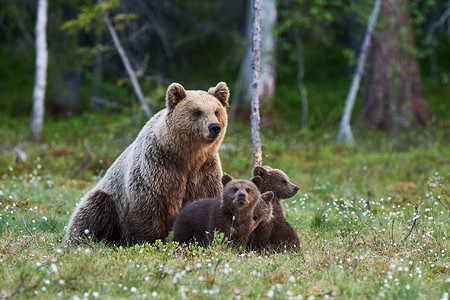 熊妈妈在精致的针叶林中保护着她的三只小狗