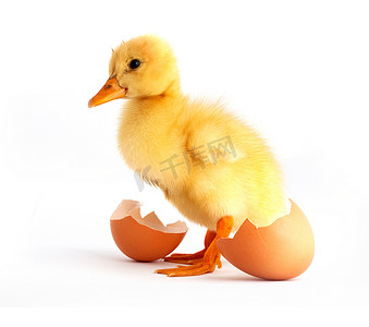 蛋黄色的小鸭