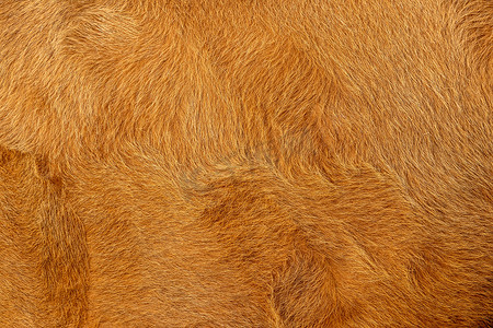 牛或动物毛皮棕色和金色, 毛皮背景和纹理