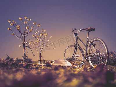 锡纸黄花鱼摄影照片_自行车与前卫的花树
