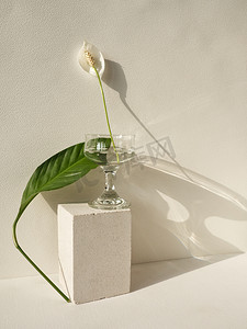 玻璃基座上白色底座上花序花和叶绿叶的花序组成。白花绿叶装饰典雅.花形简约几何概念。家庭植物美学.